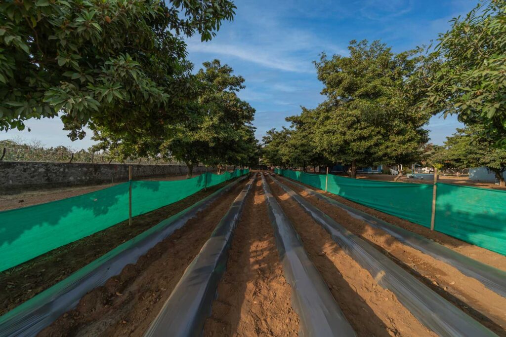 Saachi Villagio Resort Kitchen Garden