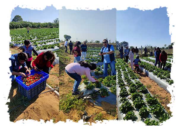 Strawberry Farm Visit Resort Near Ahmedabad