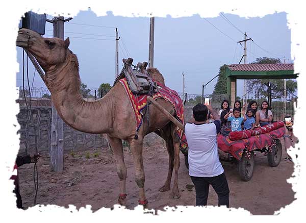 Camel Cart Ride - at Saachi Villagio Resort Near Ahmedabad